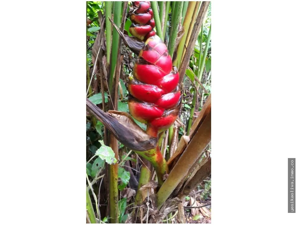 Sale of Farm in Changuinola, Bocas Del Toro