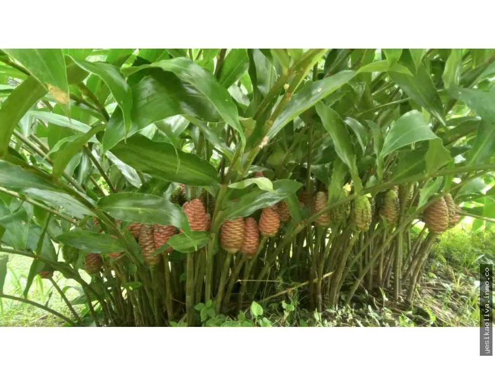 Venta de Terreno en Chiriquí