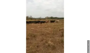 Sale of Farm in Tanara, Chepo