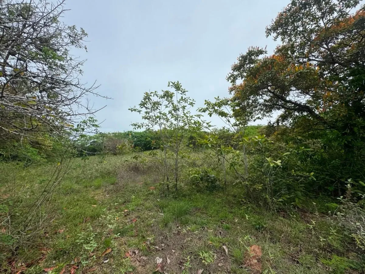 Land for Sale 9.9 Hectares in San Carlos