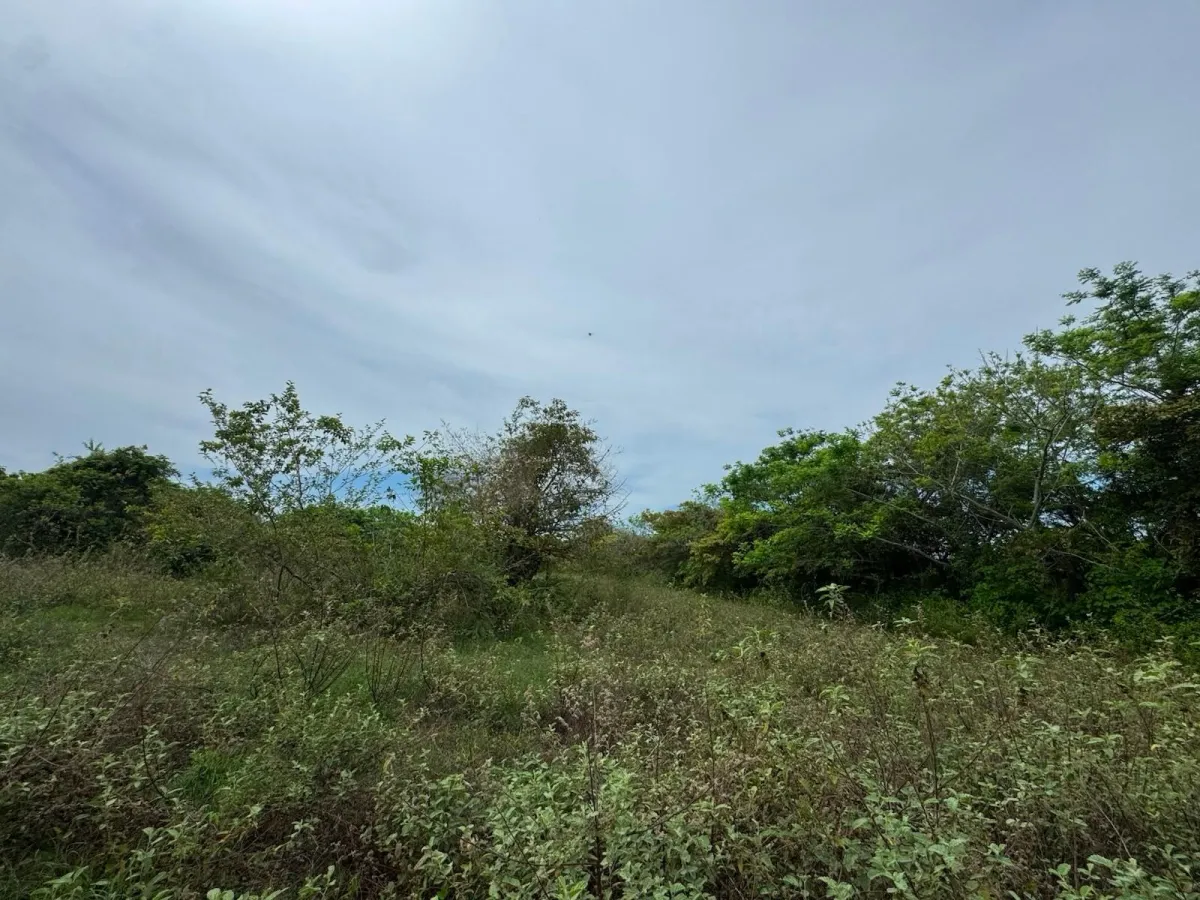 Land for Sale 9.9 Hectares in San Carlos