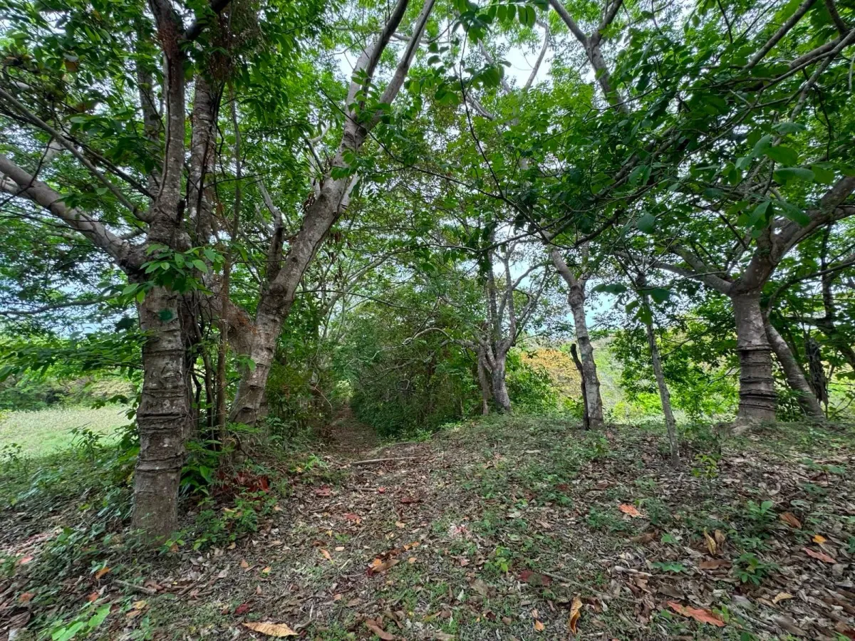 Land for Sale 9.9 Hectares in San Carlos