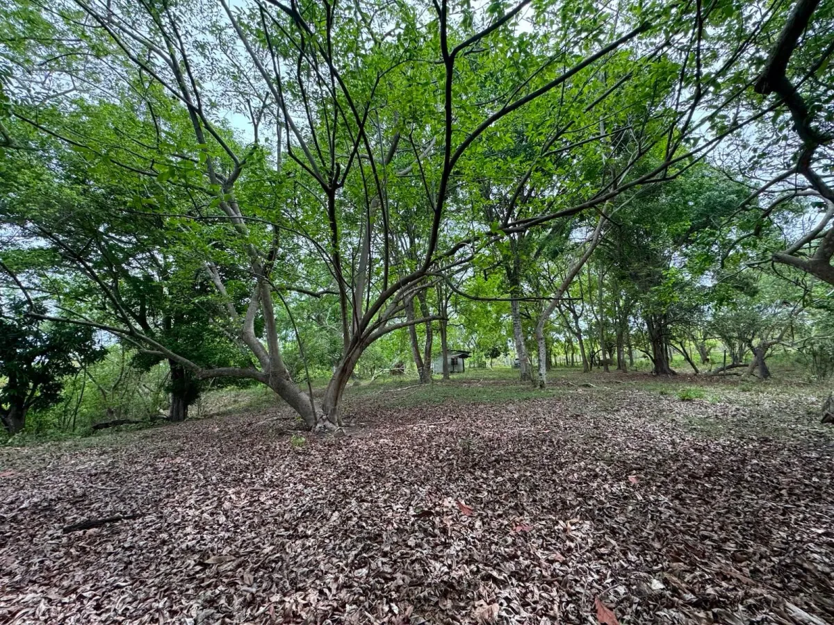 Land for Sale 9.9 Hectares in San Carlos