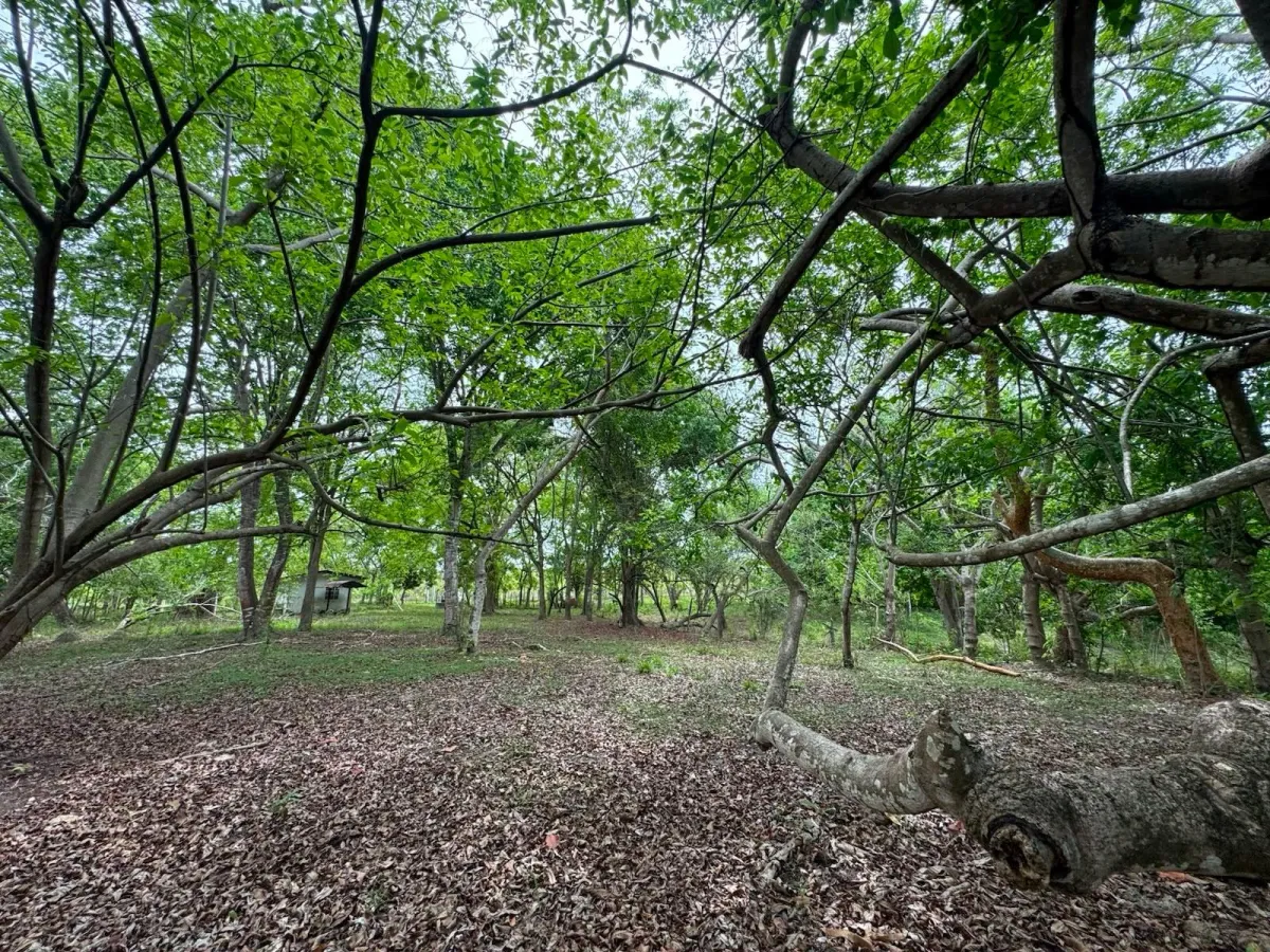 Land for Sale 9.9 Hectares in San Carlos