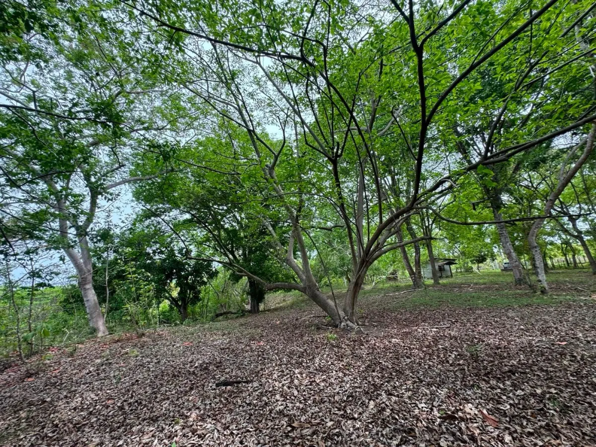 Land for Sale 9.9 Hectares in San Carlos