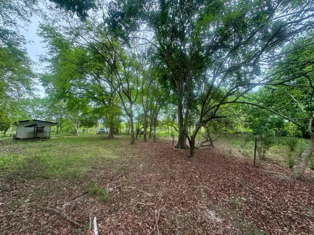 Land for Sale 9.9 Hectares in San Carlos