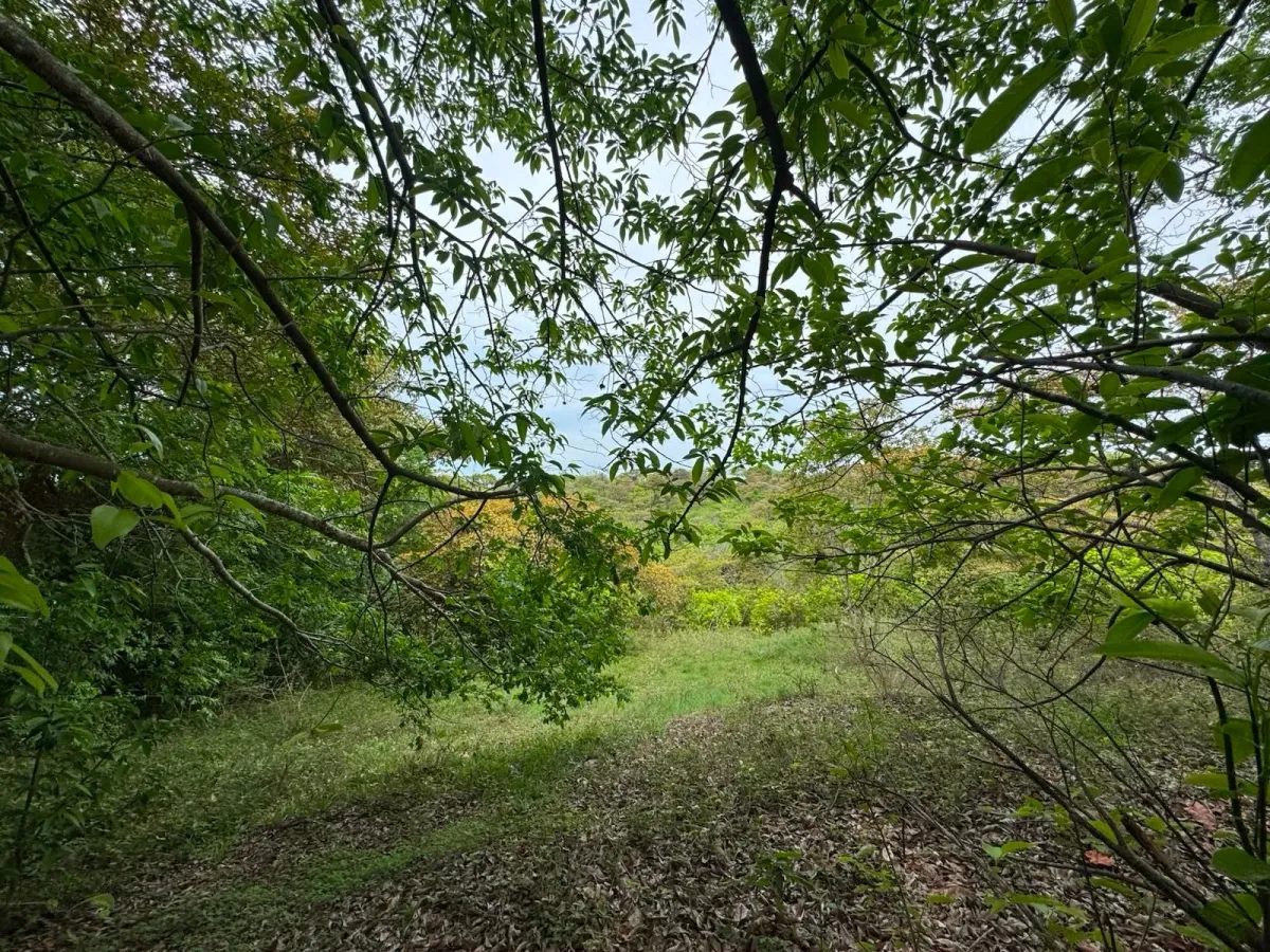 Land for Sale 9.9 Hectares in San Carlos