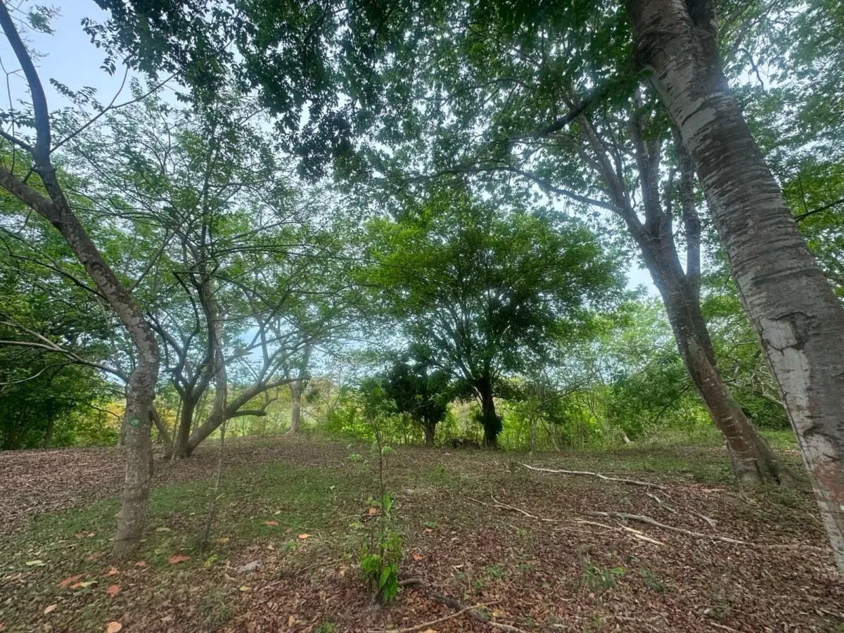 Land for Sale 9.9 Hectares in San Carlos