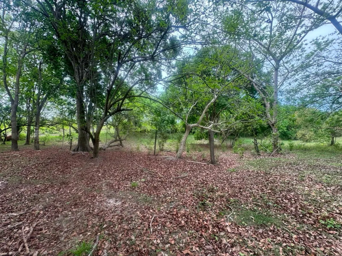 Land for Sale 9.9 Hectares in San Carlos
