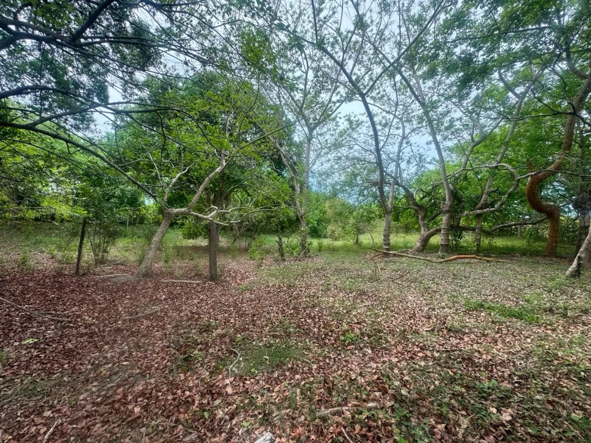 Land for Sale 9.9 Hectares in San Carlos