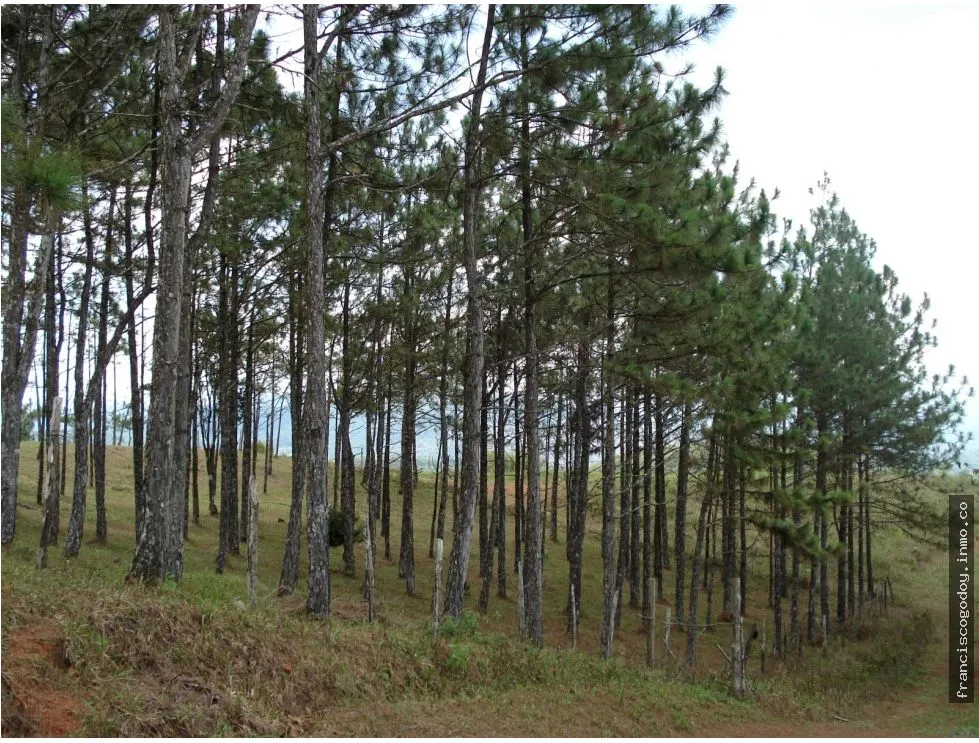 VENDO TERRENO EN CERRO AZUL 55 HECTAREAS