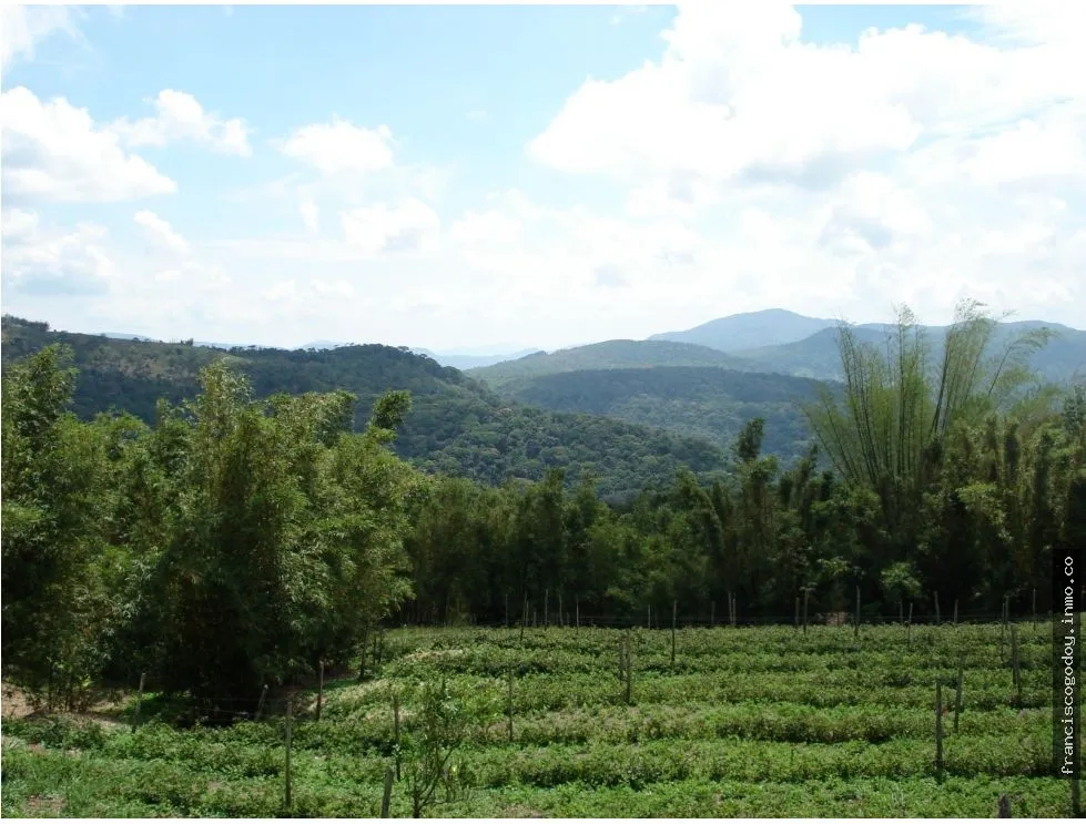 VENDO TERRENO EN CERRO AZUL 55 HECTAREAS