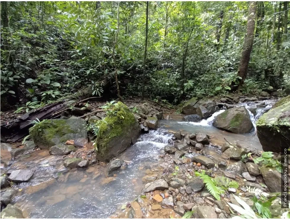 LAND FOR SALE IN CERRO AZUL - 55 HECTARES