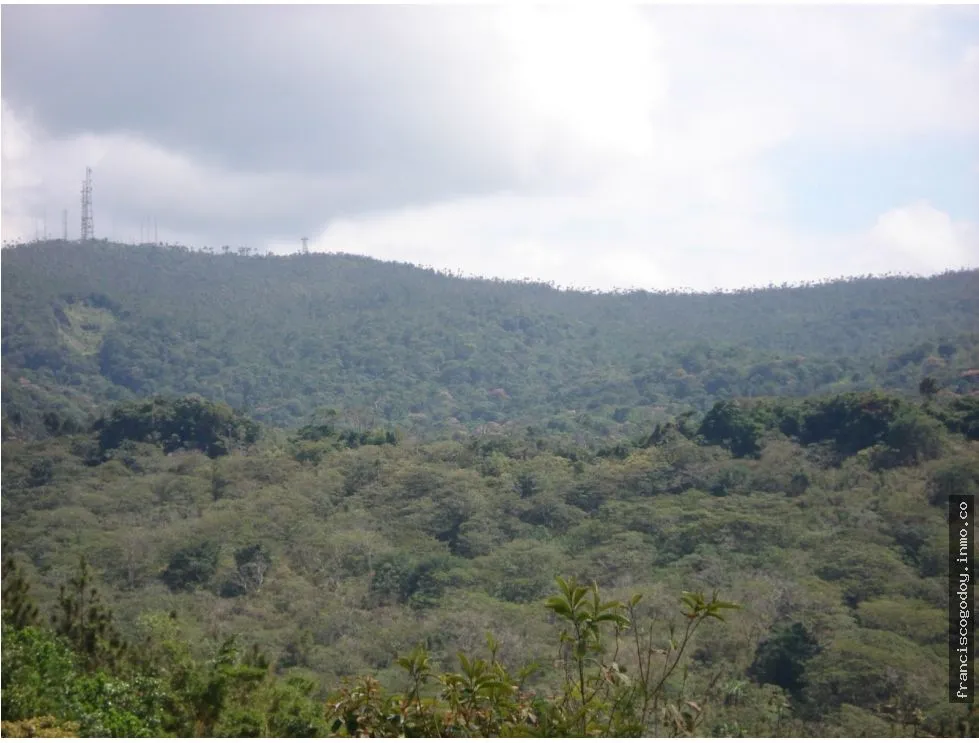 LAND FOR SALE IN CERRO AZUL - 55 HECTARES