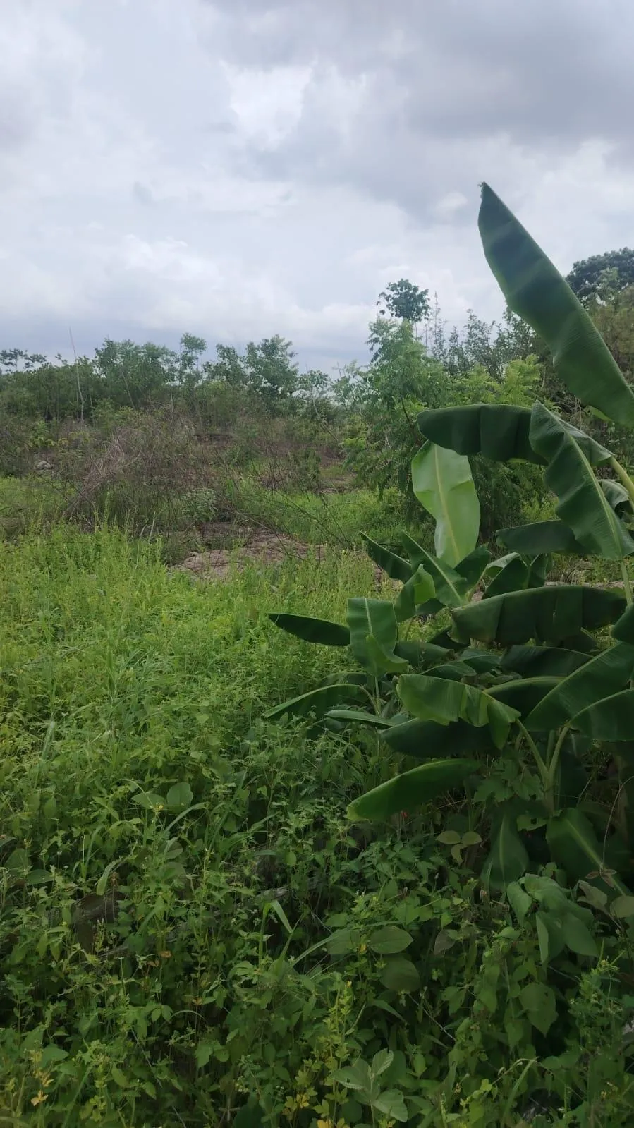 Terreno 5.4 HA en Coloncito de Nueva Gorgona.