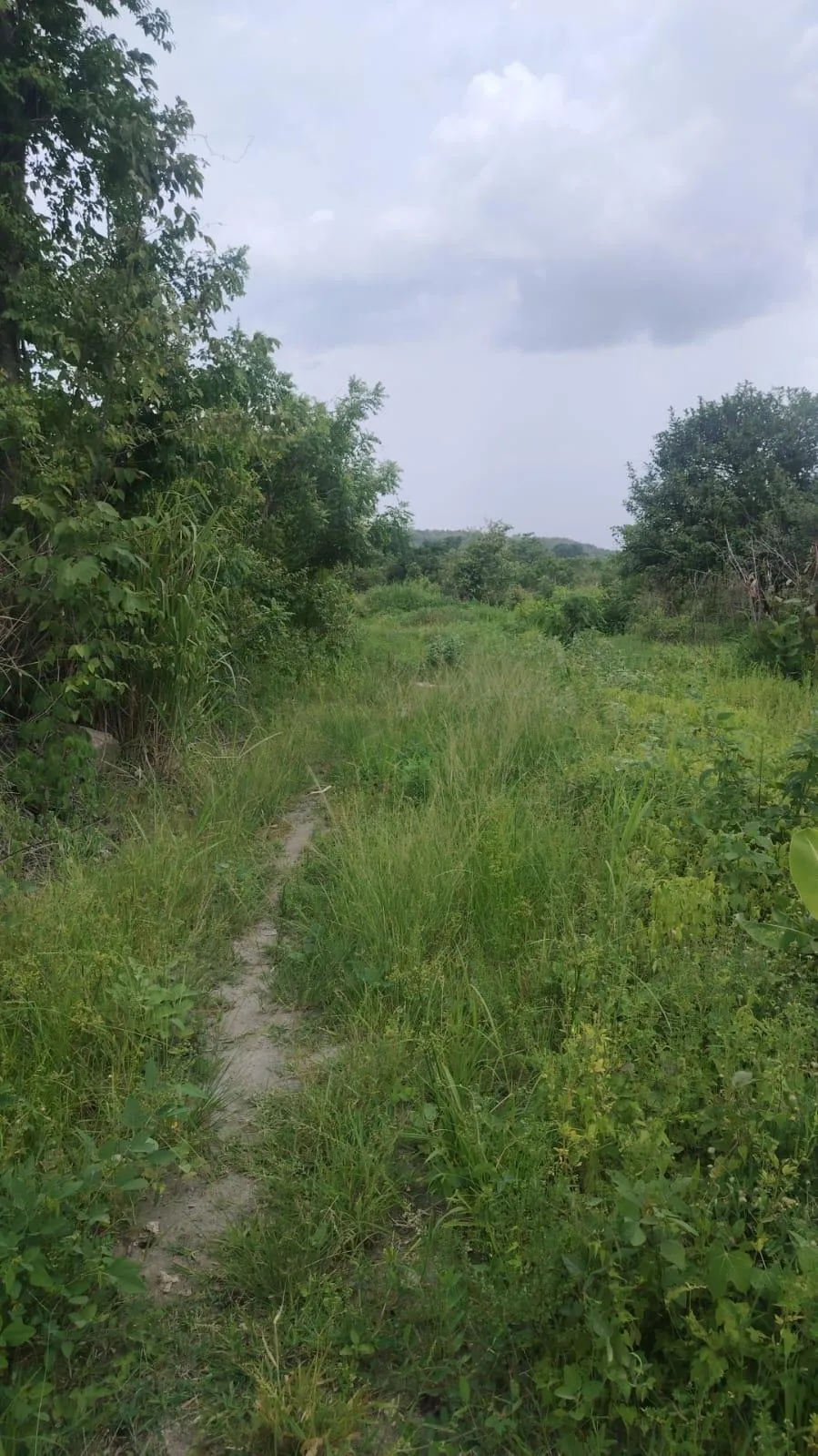 Terreno 5.4 HA en Coloncito de Nueva Gorgona.