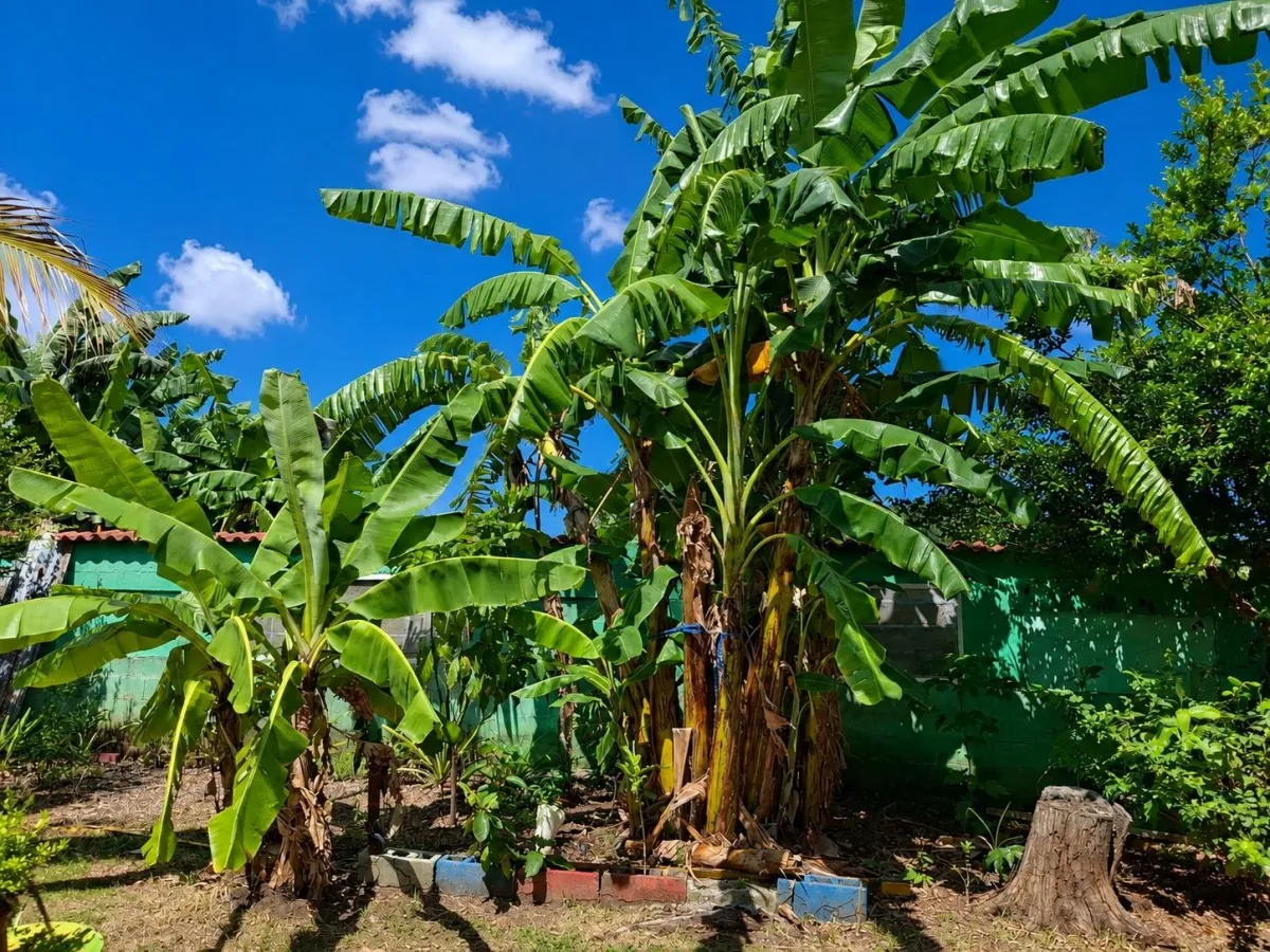 Affordable house on 1,940 m² of land - A Green Par