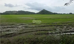 SPECTACULAR RICE FARM FOR SALE - 100 HECTARES LOCATED IN PENONOME