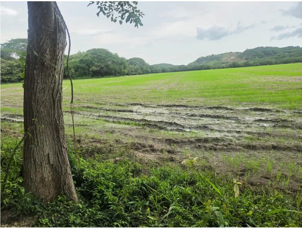 SPECTACULAR RICE FARM FOR SALE - 100 HECTARES LOCATED IN PENONOME
