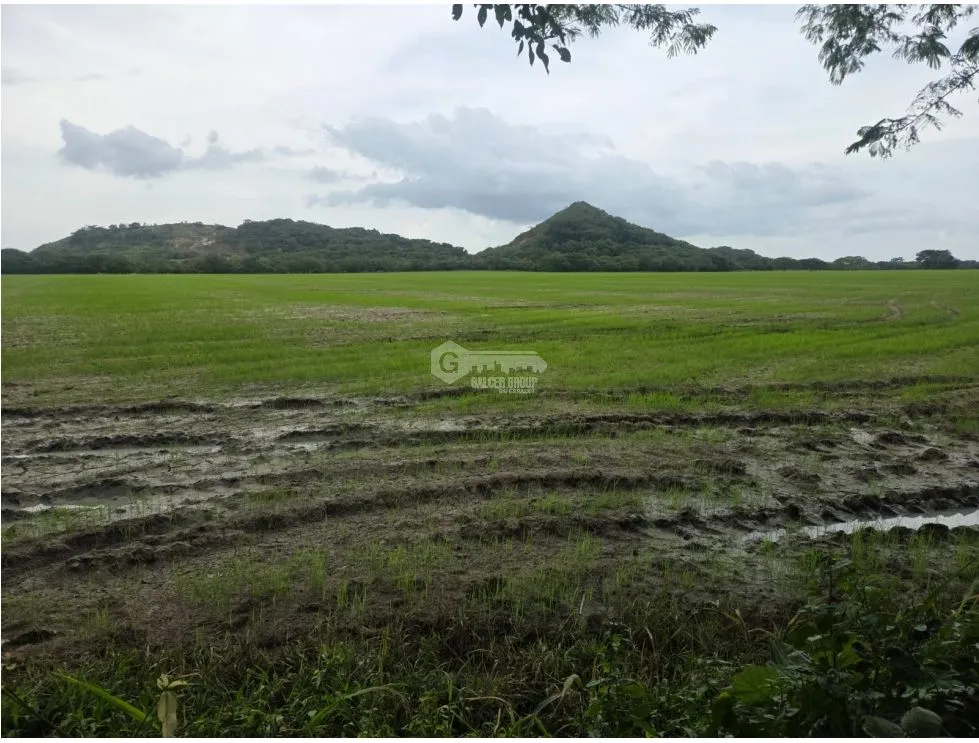 SPECTACULAR RICE FARM FOR SALE - 100 HECTARES LOCATED IN PENONOME