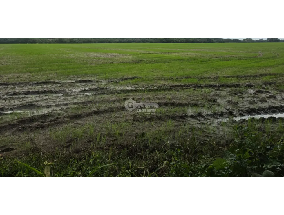 SPECTACULAR RICE FARM FOR SALE - 100 HECTARES LOCATED IN PENONOME