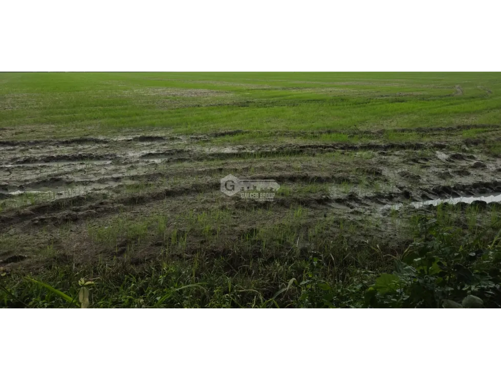 SPECTACULAR RICE FARM FOR SALE - 100 HECTARES LOCATED IN PENONOME