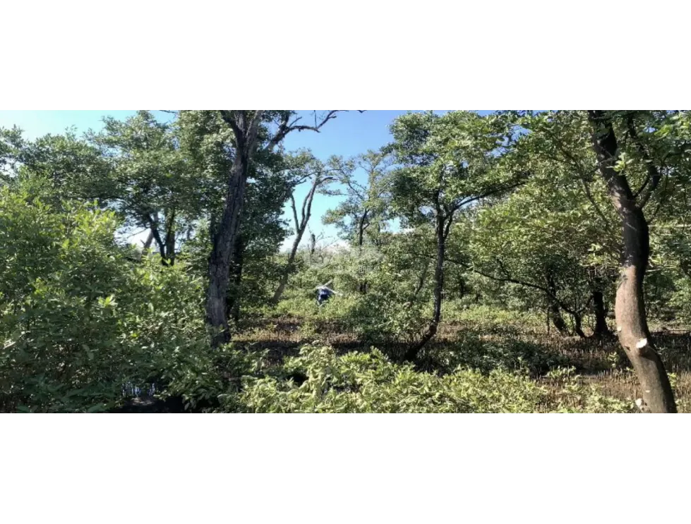 SPACIOUS 132-HECTARE BEACHFRONT LAND FOR SALE IN COCLÉ, ANTÓN