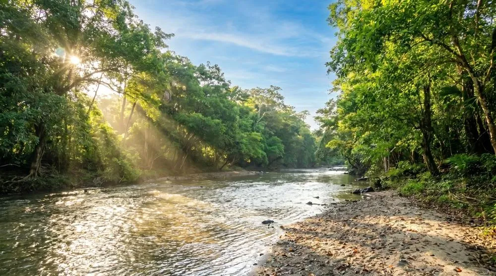 Over 17 Acres of Reforested Land With Riverfront