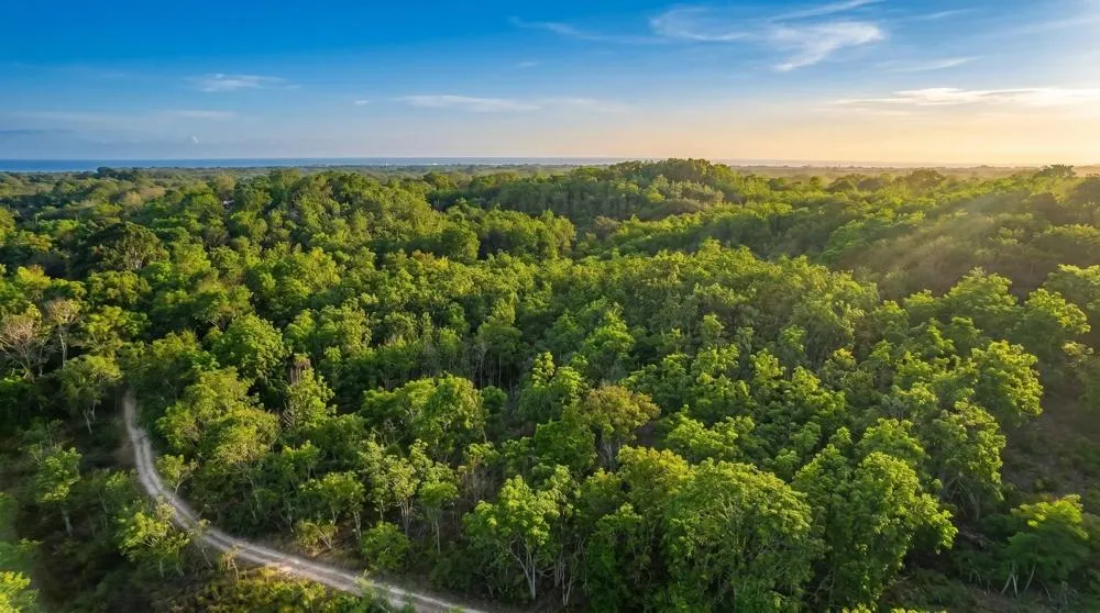 Over 17 Acres of Reforested Land With Riverfront