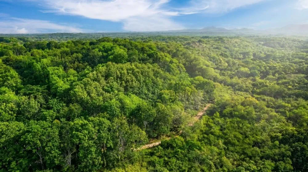 Over 17 Acres of Reforested Land With Riverfront