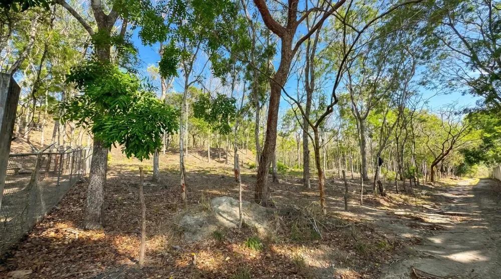 Over 17 Acres of Reforested Land With Riverfront