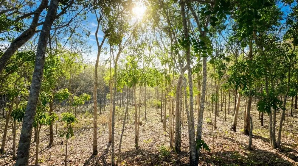Over 17 Acres of Reforested Land With Riverfront