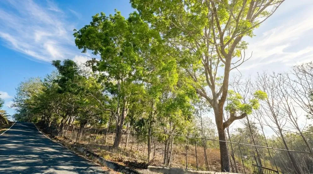 Over 17 Acres of Reforested Land With Riverfront