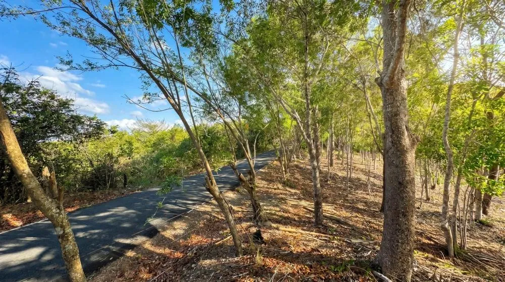 Over 17 Acres of Reforested Land With Riverfront