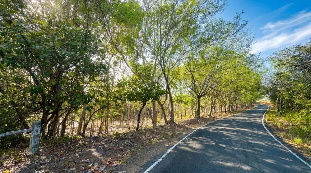 Over 17 Acres of Reforested Land With Riverfront