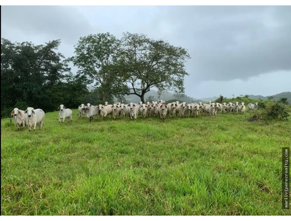 Se vende terreno en Soná-Veraguas, Panamá