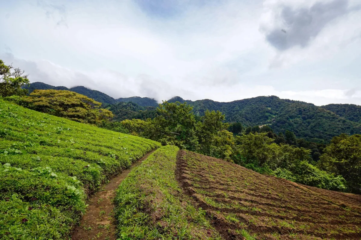 Mountain Land in Boquete Panama