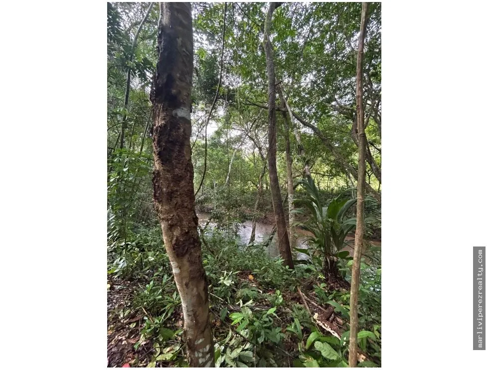 FARM FOR SALE – CAPIRA, PANAMA OESTE