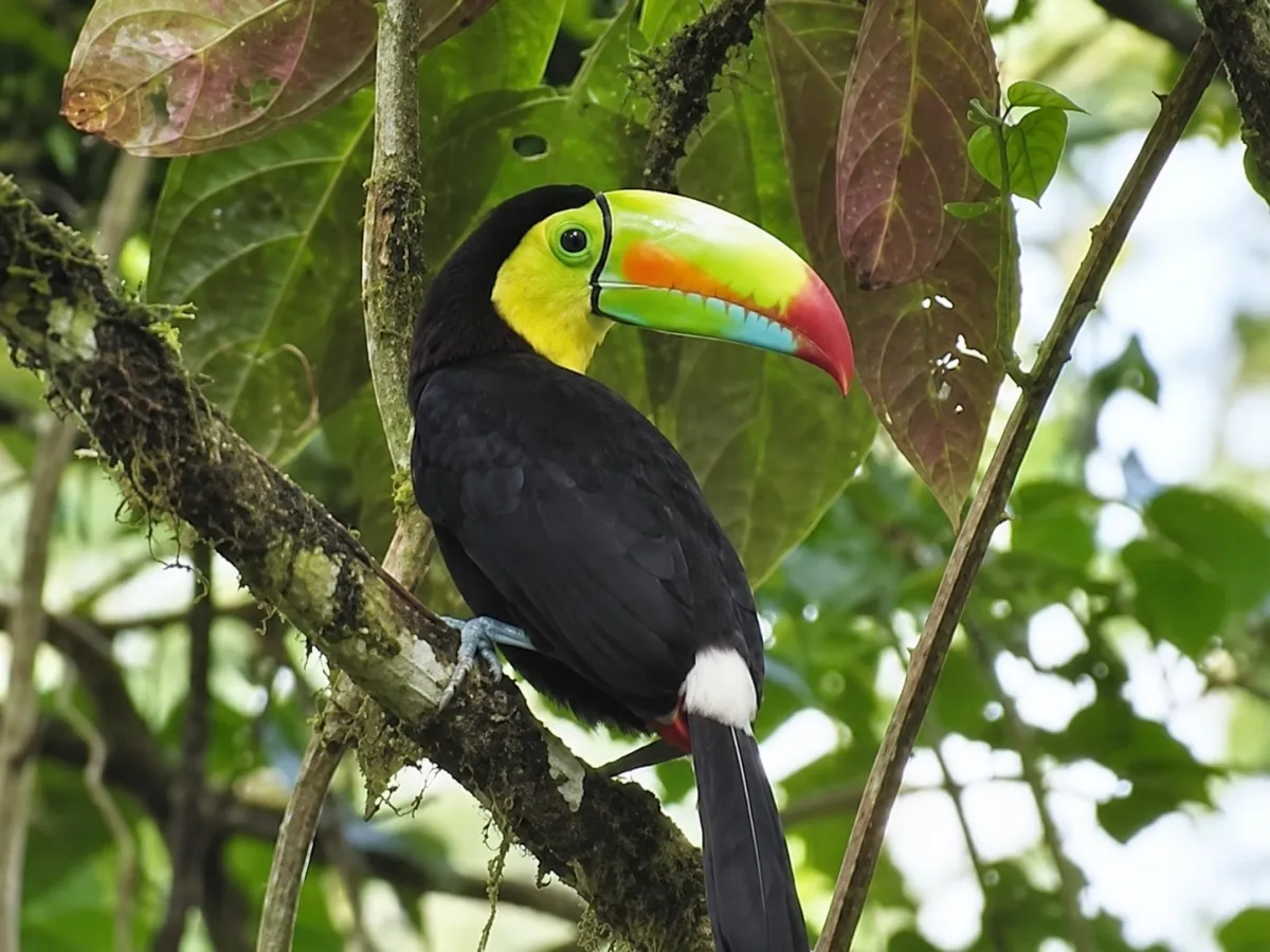 Ecotourism land for sale from El Valle de Antón
