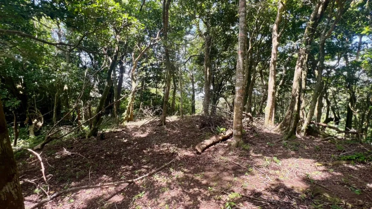 LARGE MOUNTAIN LAND IN LA LAGUNA