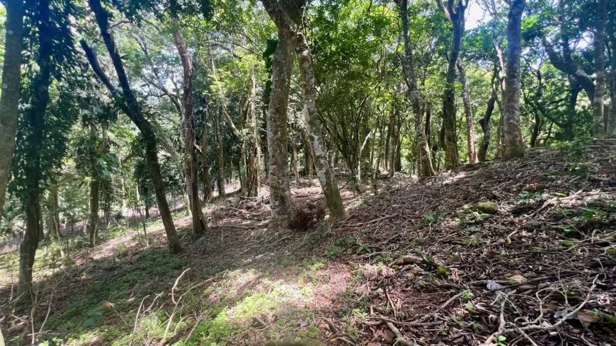 LARGE MOUNTAIN LAND IN LA LAGUNA