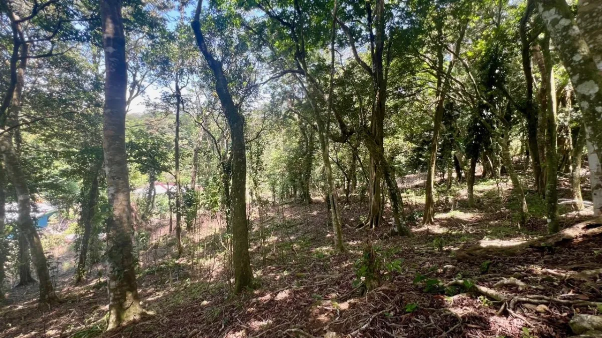 LARGE MOUNTAIN LAND IN LA LAGUNA