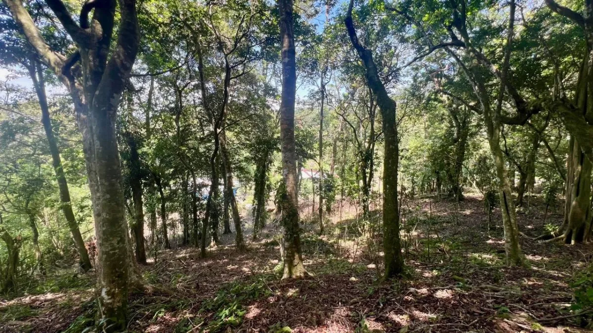 LARGE MOUNTAIN LAND IN LA LAGUNA