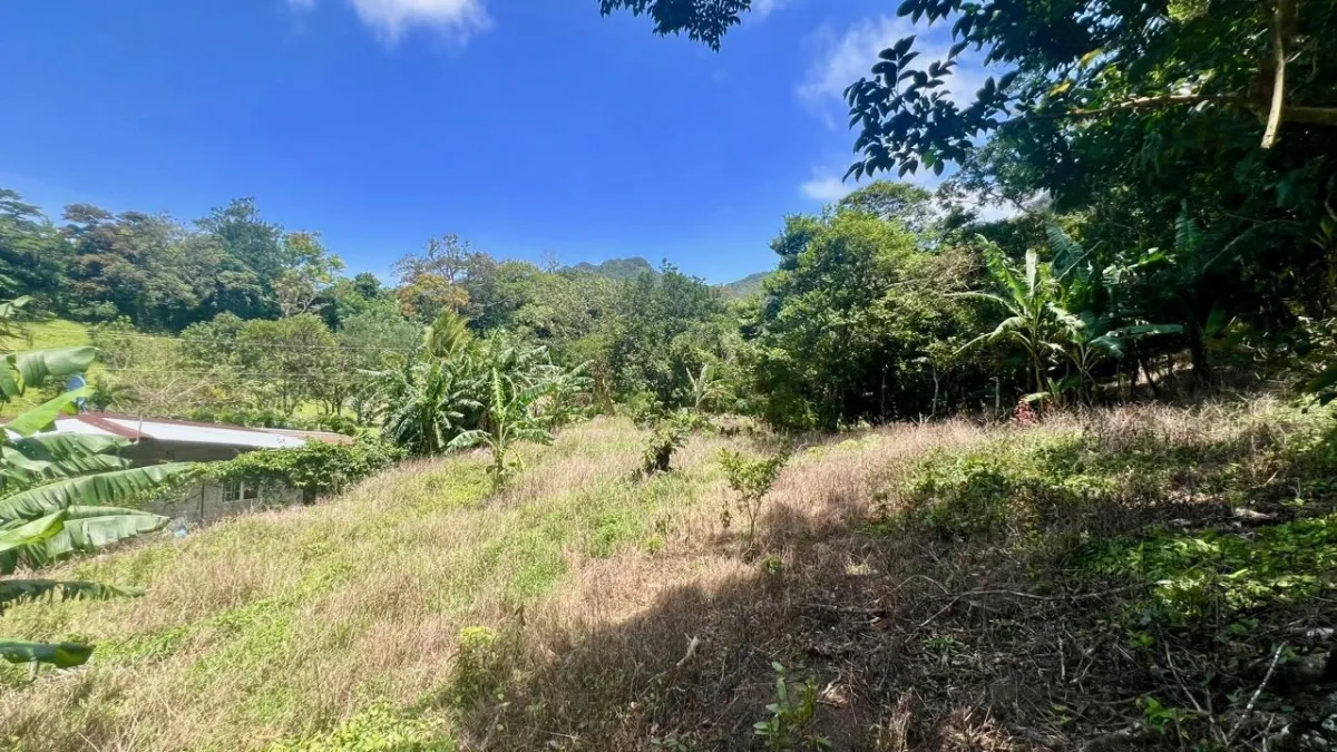 LARGE MOUNTAIN LAND IN LA LAGUNA