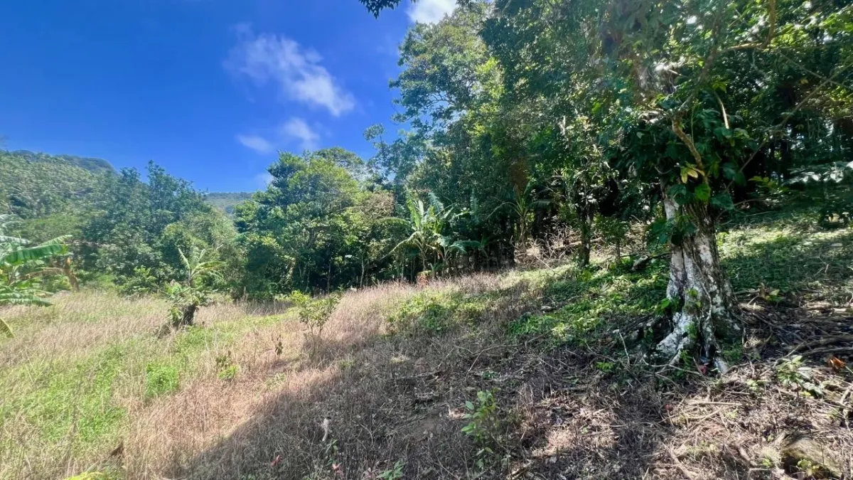 LARGE MOUNTAIN LAND IN LA LAGUNA