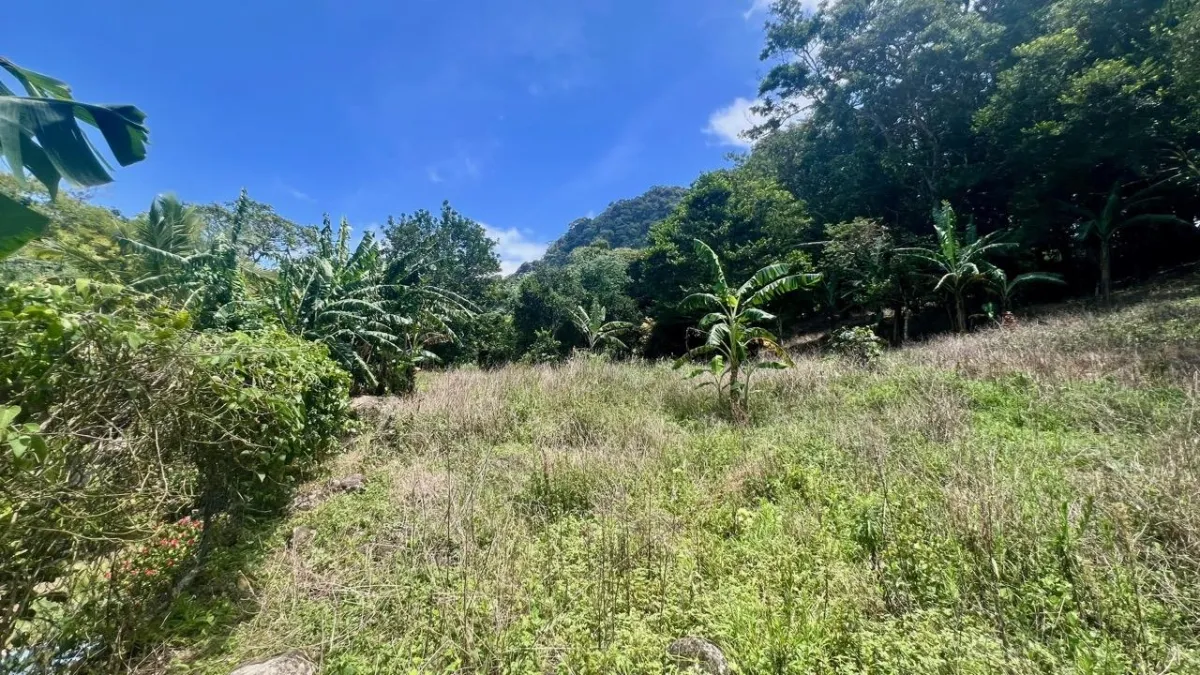 LARGE MOUNTAIN LAND IN LA LAGUNA
