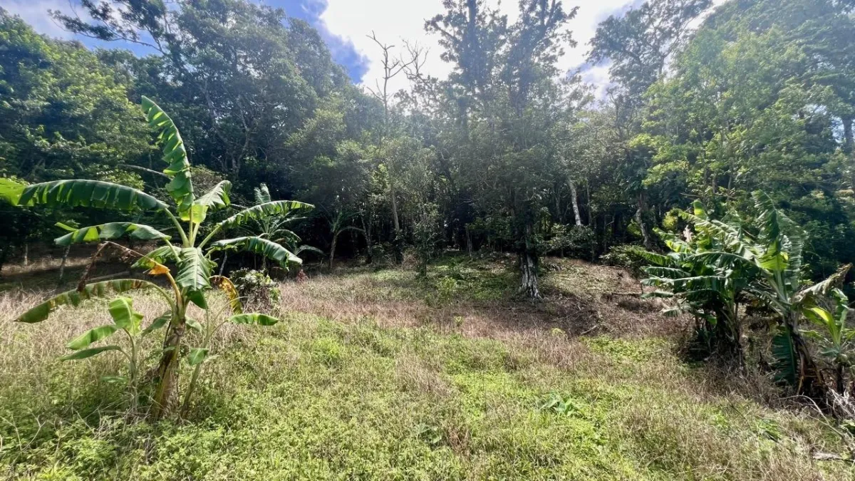 LARGE MOUNTAIN LAND IN LA LAGUNA
