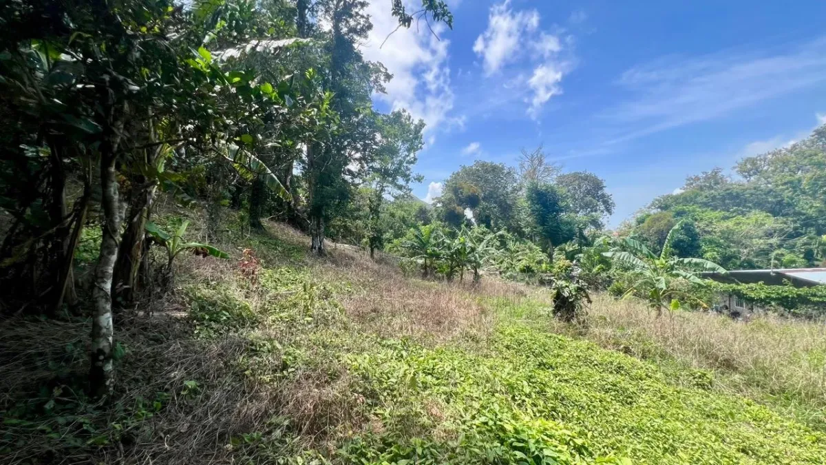 LARGE MOUNTAIN LAND IN LA LAGUNA
