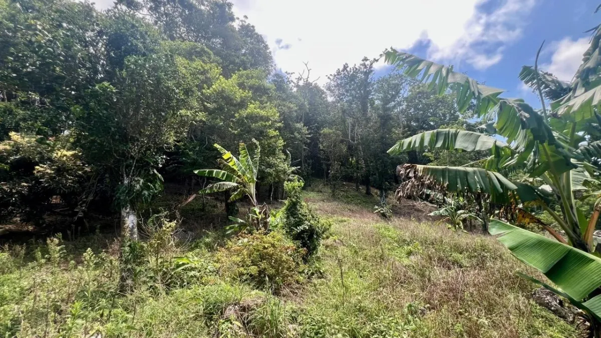 LARGE MOUNTAIN LAND IN LA LAGUNA