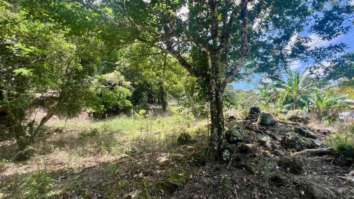 LARGE MOUNTAIN LAND IN LA LAGUNA